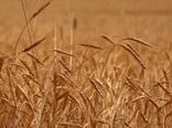 حرکت برای دروی طلای با برکت