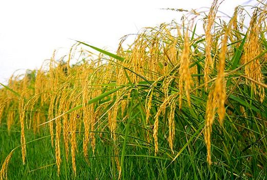 آغاز برداشت برنج در گیلان از اوایل هفته آینده

