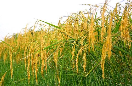 آغاز برداشت برنج در گیلان از اوایل هفته آینده

