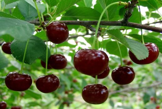 برداشت آلبالو و گیلاس در باغات شاهرود ادامه دارد