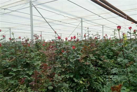 تولید سالانه 14 میلیون گل شاخه بریده در استان کرمان