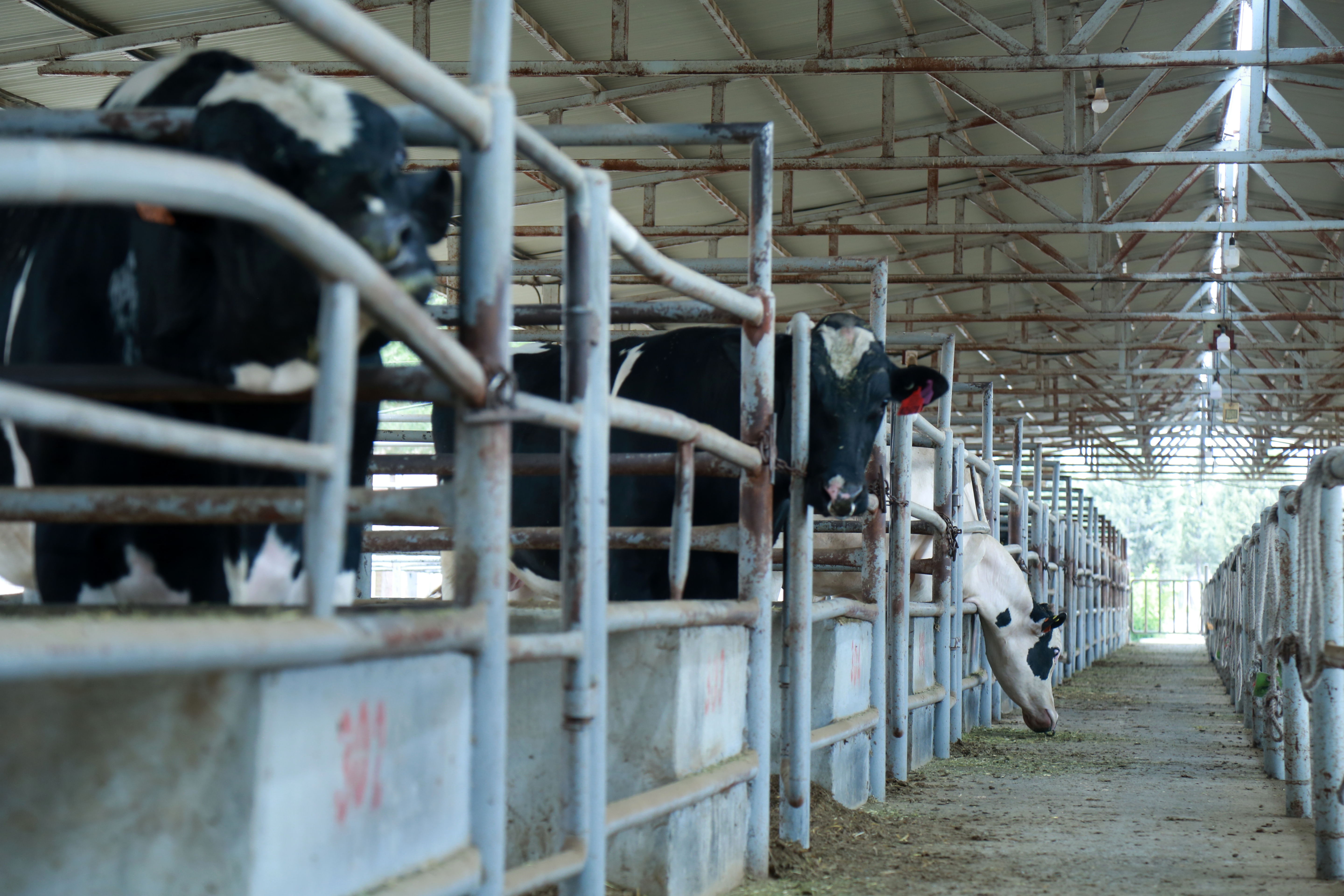   مرکز ملی ژنتیک دامی   