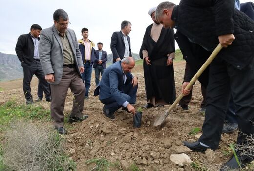 شتاب‌گیری تولید سماق در آذربایجان‌شرقی با توزیع ۲۵ هزار نهال برتر کشت‌بافتی