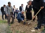 شتاب‌گیری تولید سماق در آذربایجان‌شرقی با توزیع ۲۵ هزار نهال برتر کشت‌بافتی