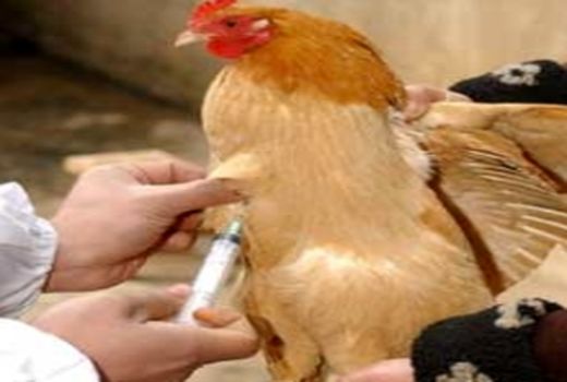 آنفلوانزای فوق حاد پرندگان تحت کنترل است