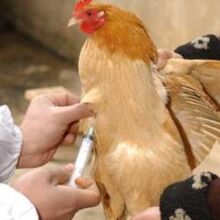 آنفلوانزای فوق حاد پرندگان تحت کنترل است