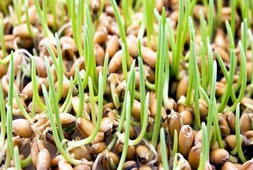 کشت گندم در 17 هزار هکتار از اراضی  بوئین زهرا