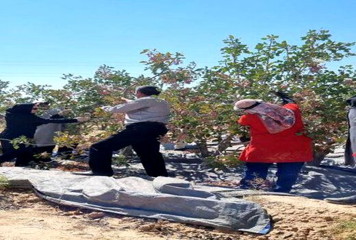 کیل‌گیری از باغ پسته نمونه در نی‌ریز