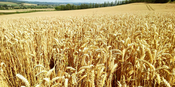 مدیریت علمی مزرعه، کلید افزایش کیفیت و عملکرد گندم