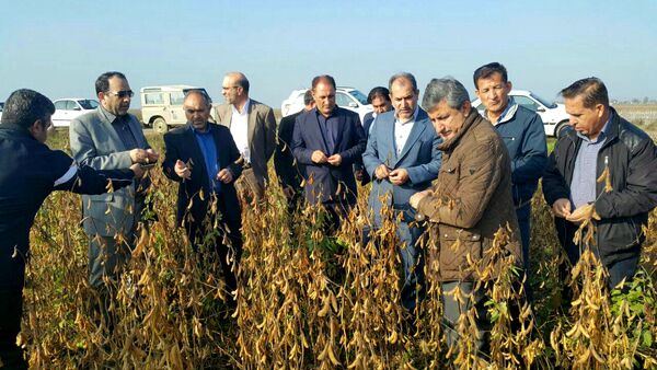 بالاترین میزان تولید دانه‌های روغنی کشور در دشت مغان