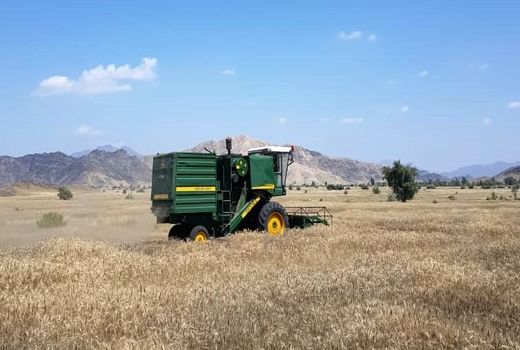 آغاز برداشت گندم از مزارع شهرستان رودان