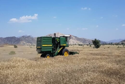 آغاز برداشت گندم از مزارع شهرستان رودان