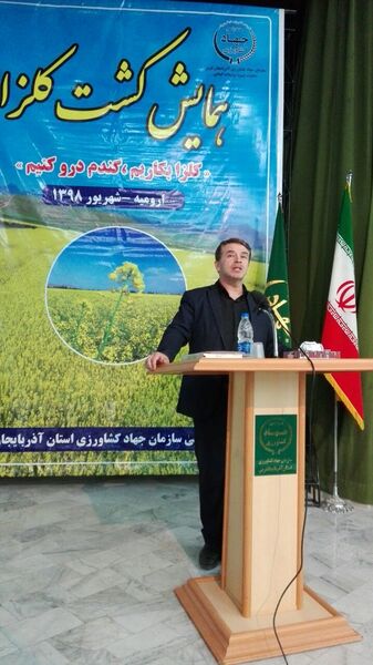 پیش بینی کشت ۳۲ هزار هکتار دانه روغنی کلزا در آذربایجان غربی