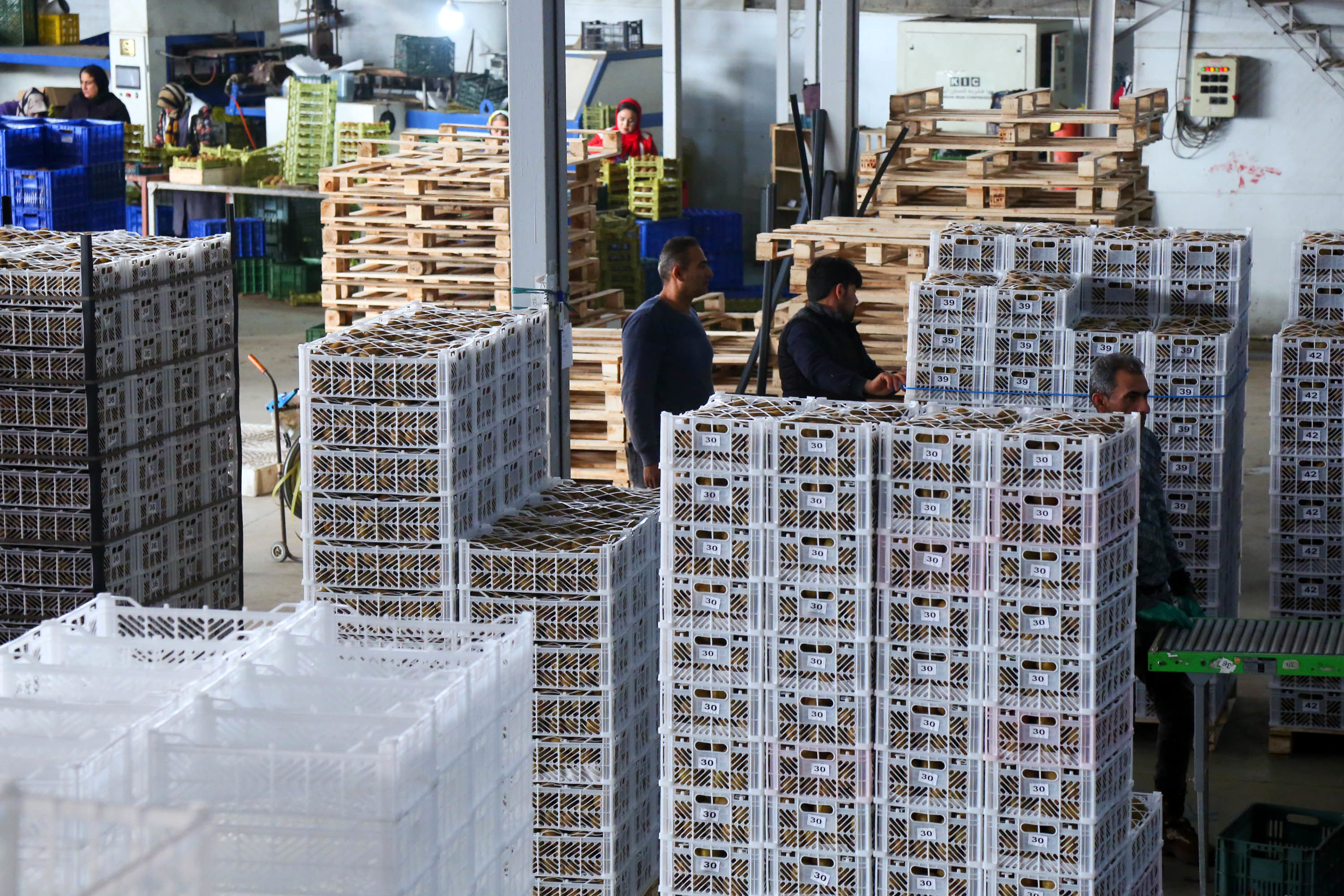  میوه ای شگفت انگیز به نام کیوی 