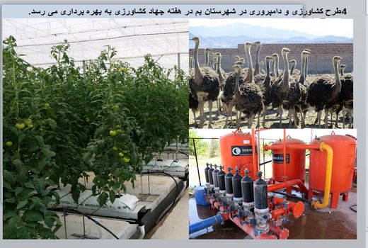 چهار طرح کشاورزی و دامپروری در شهرستان بم