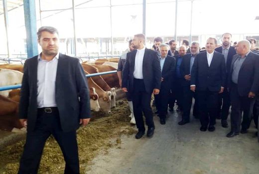 آغاز بهره‌برداری از پروژه گاوداری ۱۰۰۰ رأسی سیمنتال در چناران