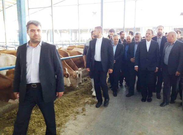 آغاز بهره‌برداری از پروژه گاوداری ۱۰۰۰ رأسی سیمنتال در چناران