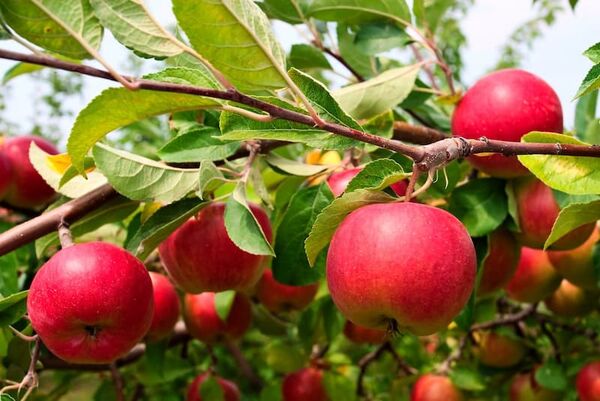 بازدید مسئولین استان اصفهان از بسته‌بندی سیب درختی سمیرم
