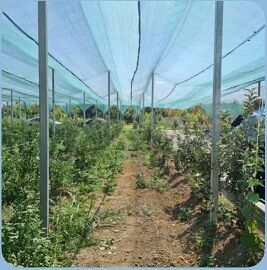 اجرای طرح سایبان باغات در سطح ۶۵۰۰ متر مربع از باغات الگویی ارومیه