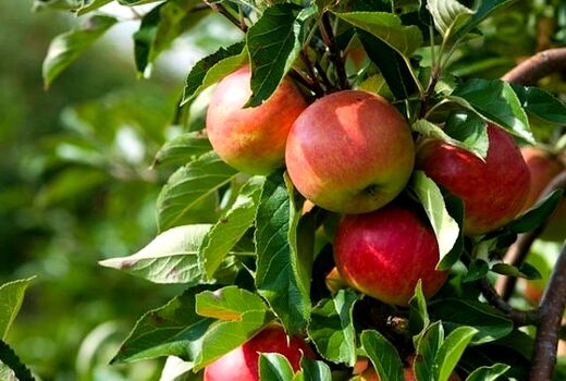 تولید 286 تن سیب گلاب در بیضا