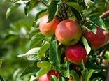 تولید 286 تن سیب گلاب در بیضا