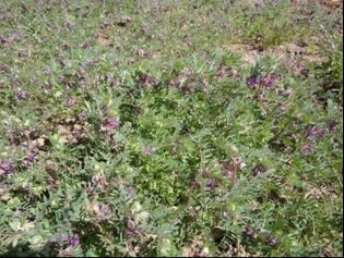 کشت علوفه ماشک صرفه اقتصادی بالایی دارد 