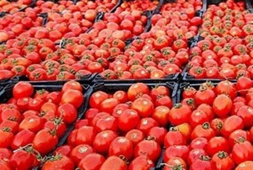 برگزاری جشنواره ملی گوجه‌فرنگی در جنوب استان بوشهر 