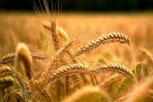 خرید تضمینی گندم از مرز دو میلیون تُن عبور کرد