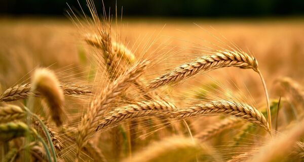 خرید تضمینی گندم از مرز دو میلیون تُن عبور کرد