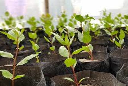 اختصاص یارانه به نهال شناسه دار در سروستان