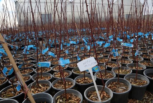 تولید سه میلیون نهال لیبل دار و گواهی شده در آذربایجان شرقی 