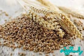اختصاص 200 هکتار مزارع استان به محصول تریتیکاله در سال جاری