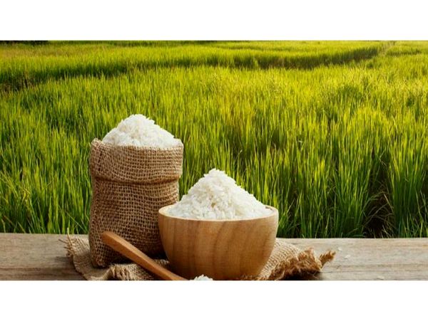 کشت قراردادی برنج در 350 هکتار شالیزار گلوگاه/18 تن بذر توزیع شد