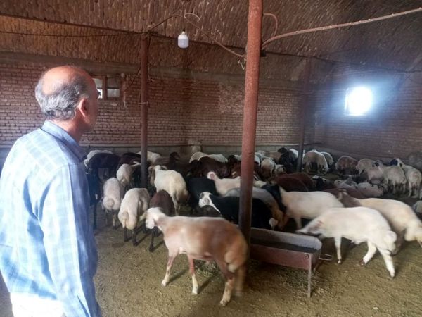 افزایش تولید گوشت قرمز با فعال‌سازی واحدهای پرواربندی در آذربایجان‌غربی