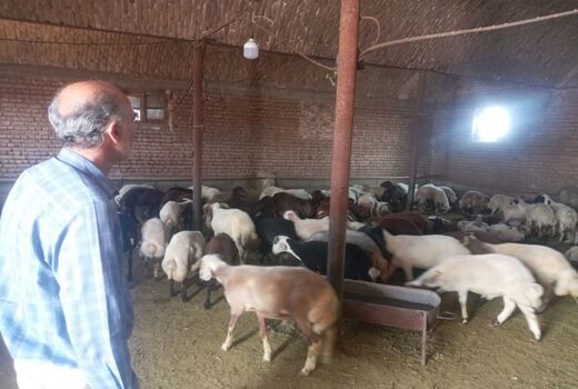 افزایش تولید گوشت قرمز با فعال‌سازی واحدهای پرواربندی در آذربایجان‌غربی