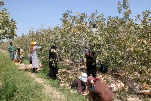 اجرای کِیل گیری باغهای پسته شهرستان آران وبیدگل