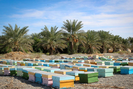 کوج زنبورداران کشور به هشتبندی