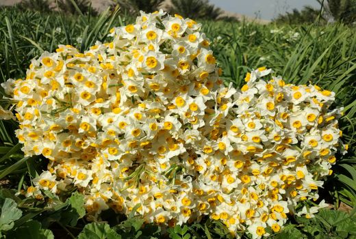 برداشت 150 میلیون شاخه نرگس از مزارع کازرون