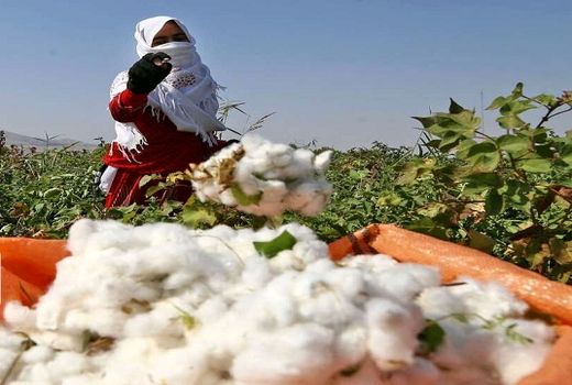 رونمایی از ۲ رقم جدید پنبه «پرتو» و «تابان» در همایش ملی پنبه