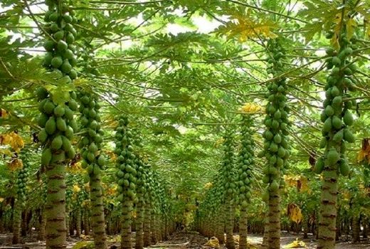 تنوع در تولید گلخانه‌ای از برنامه‌های جهاد کشاورزی بوشهر 