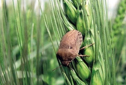 مبارزه با آفت سن گندم در مزارع غلات شهرستان هریس