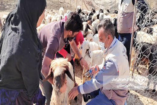 واکسیناسیون رایگان 310 هزار راس دام علیه بیماری تب برفکی در دزفول