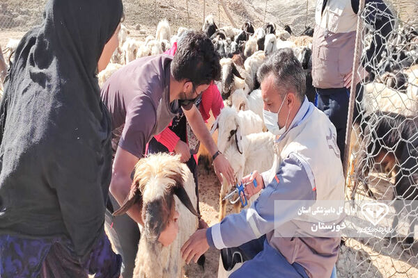 واکسیناسیون رایگان 310 هزار راس دام علیه بیماری تب برفکی در دزفول