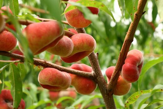 افزایش ۶ هزار تنی تولید هلو در آذربایجان شرقی علی‌رغم خسارات طبیعی 