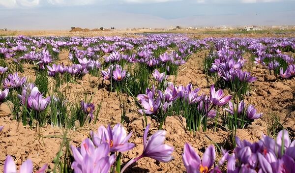 تولید ۸۴۰ کیلوگرم زعفران در مزارع سروستان 