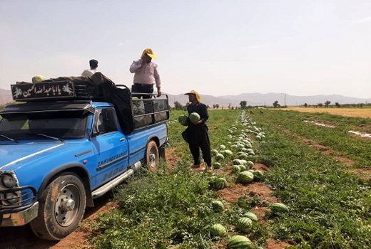 برداشت هندوانه از مزارع اقلید ادامه دارد