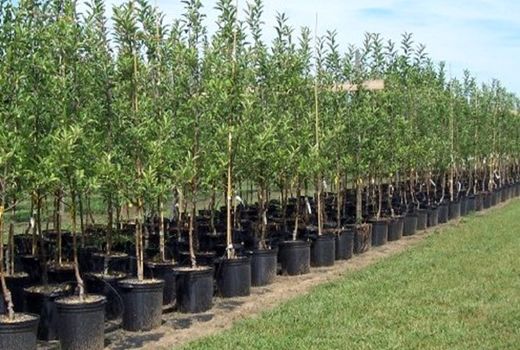 کاشت 150 هزار اصله نهال در استان اصفهان به مناسبت هفته منابع طبیعی