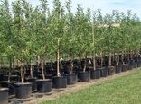 کاشت 150 هزار اصله نهال در استان اصفهان به مناسبت هفته منابع طبیعی