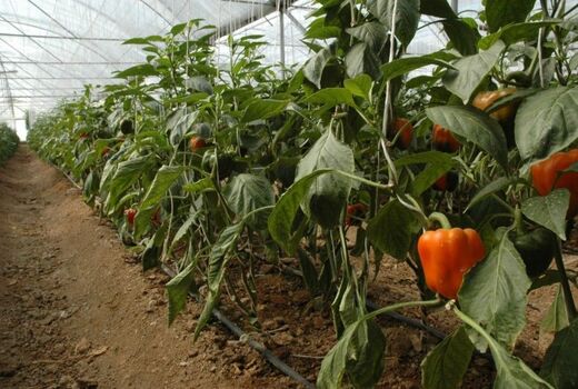 افزایش سطح کشت‌های گلخانه‌ای استان اصفهان در سال جاری