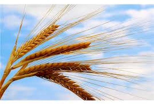 کشت مکانیزه 500 هکتاری گندم در بهشهر/ توزیع 220 تن نهاده